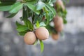 Sapota fruit on tree