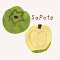 Sapote exotic fruit watercolor illustration set. Painterly watercolor texture and ink drawing elements. Hand drawn and hand Royalty Free Stock Photo