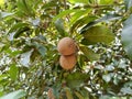 Sapote fruit in the Palnt Royalty Free Stock Photo