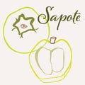 Sapote line art hand-drawn multicolor modern vector illustration. Colorful line art exotic fruit design