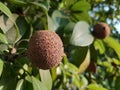 Sapoto tests fruit