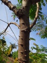 Sappanwood stem