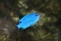 The Sapphire devil, Blue Devil Damselfish  Chrysiptera cyanea. Royalty Free Stock Photo