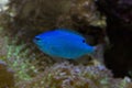 The Sapphire devil, Blue Devil Damselfish Chrysiptera cyanea. Royalty Free Stock Photo