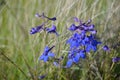 Sapphire Serenity, Delphinium glareosum, Larkspur Species, Horse Heaven Hills Wild Flowers, Eastern Washington State