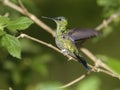 Sapphire-spangled Emerald Hummingbird (Amazilia rondoniae) Royalty Free Stock Photo