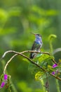 Sapphire Spangled Emerald