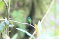 Sapphire-vented Puffleg Royalty Free Stock Photo