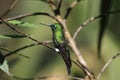 Sapphire-vented Puffleg Royalty Free Stock Photo