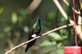 Sapphire-vented Puffleg Royalty Free Stock Photo