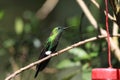 Sapphire-vented Puffleg Royalty Free Stock Photo