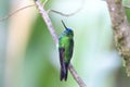 Sapphire-vented Puffleg Royalty Free Stock Photo
