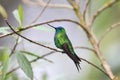 Sapphire-vented Puffleg