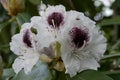 Sappho Rhododendron