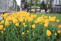 the sapporo odori park at spring Royalty Free Stock Photo