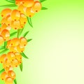 Sappy sea-buckthorn berries card Royalty Free Stock Photo