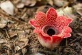 Sapria himalayana flower blooming with bright red color Royalty Free Stock Photo