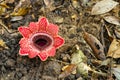 Sapria himalayana flower blooming with bright red color Royalty Free Stock Photo