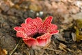 Sapria himalayana flower blooming with bright red color Royalty Free Stock Photo