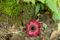 Sapria Himalayana flowers in jungle Royalty Free Stock Photo