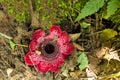 Sapria Himalayana flowers in jungle Royalty Free Stock Photo