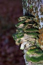 Cerrena unicolor, commonly known as the mossy maze polypore, is a species of poroid fungus in the genus Cerrena.