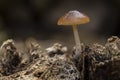 A saprobic fungus, Pluteus species Royalty Free Stock Photo