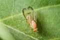 Sapromyza quadricincta vertikal Royalty Free Stock Photo