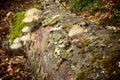 Saprophyte Porcelain Fungus On Beech Dead In Nebrodi Park, Sicily