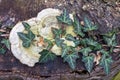 saprophytic fungi are fruit bodies that destroy and infect wood and tree trunks with their formations. Royalty Free Stock Photo
