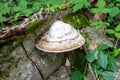 Fungi are parasites and saprophytes forming colonies on tree trunks, a way of life in nature. Royalty Free Stock Photo
