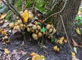 Fungi are parasites and saprophytes forming colonies on tree trunks, a way of life in nature. Royalty Free Stock Photo