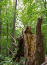 saprophytic fungi are fruit bodies that destroy and infect wood and tree trunks with their formations. Royalty Free Stock Photo