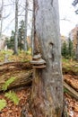 saprophytic fungi are fruit bodies that destroy and infect wood and tree trunks with their formations. Royalty Free Stock Photo