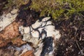 Saprophytic Fungi on Decaying Wood Royalty Free Stock Photo