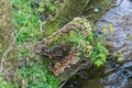 Saprophytic fungi on a tree stump