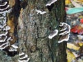 Saprotroph, saprophyte or saprobe Tree fungus