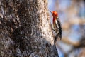 Sapsucker on Blue Oak in Shasta County