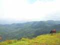 Saputara hill station nature and cow on mount