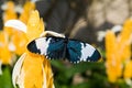 Sara Longwing Butterfly Royalty Free Stock Photo