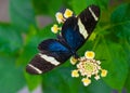 Butterfly Sara Longwing Royalty Free Stock Photo