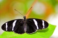 Sara Longwing butterfly (Heliconius sara) in aviary