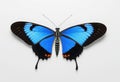 Sara Longwing butterfly on white background Royalty Free Stock Photo