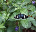 Sara Longwing Butterfly