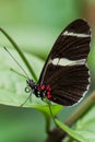 Sara longwing - Heliconius sara