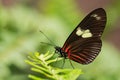 Sara longwing - Heliconius sara