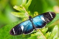 Sara longwing - Heliconius sara