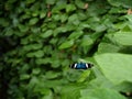 Sara Longwing (Heliconius sara) Butterfly Royalty Free Stock Photo