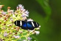 Sara Longwing (Heliconius sara magdalena)