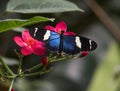 Sara Longwing, Heliconius sara